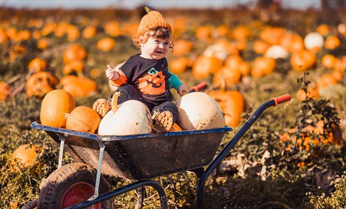 Boy-Wheelbarrow-Pumpkins